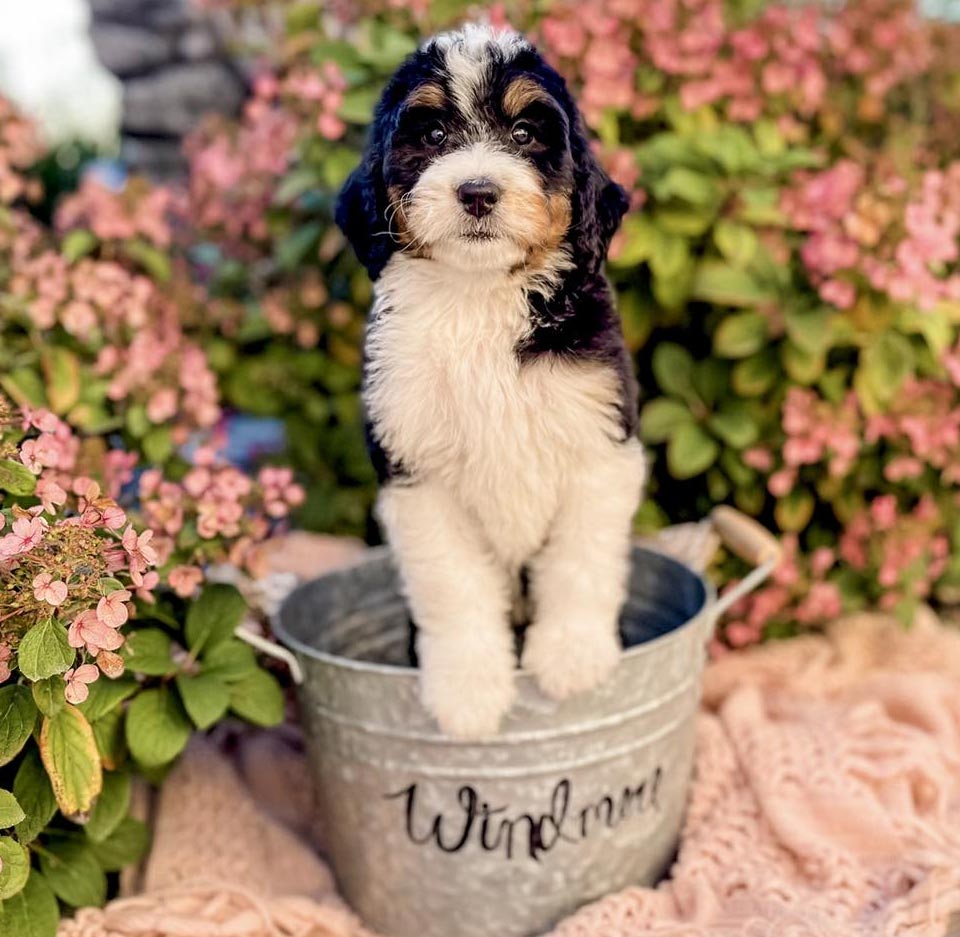 Puppy Preschool Windmere Kennels is a leader in dog breeding.
